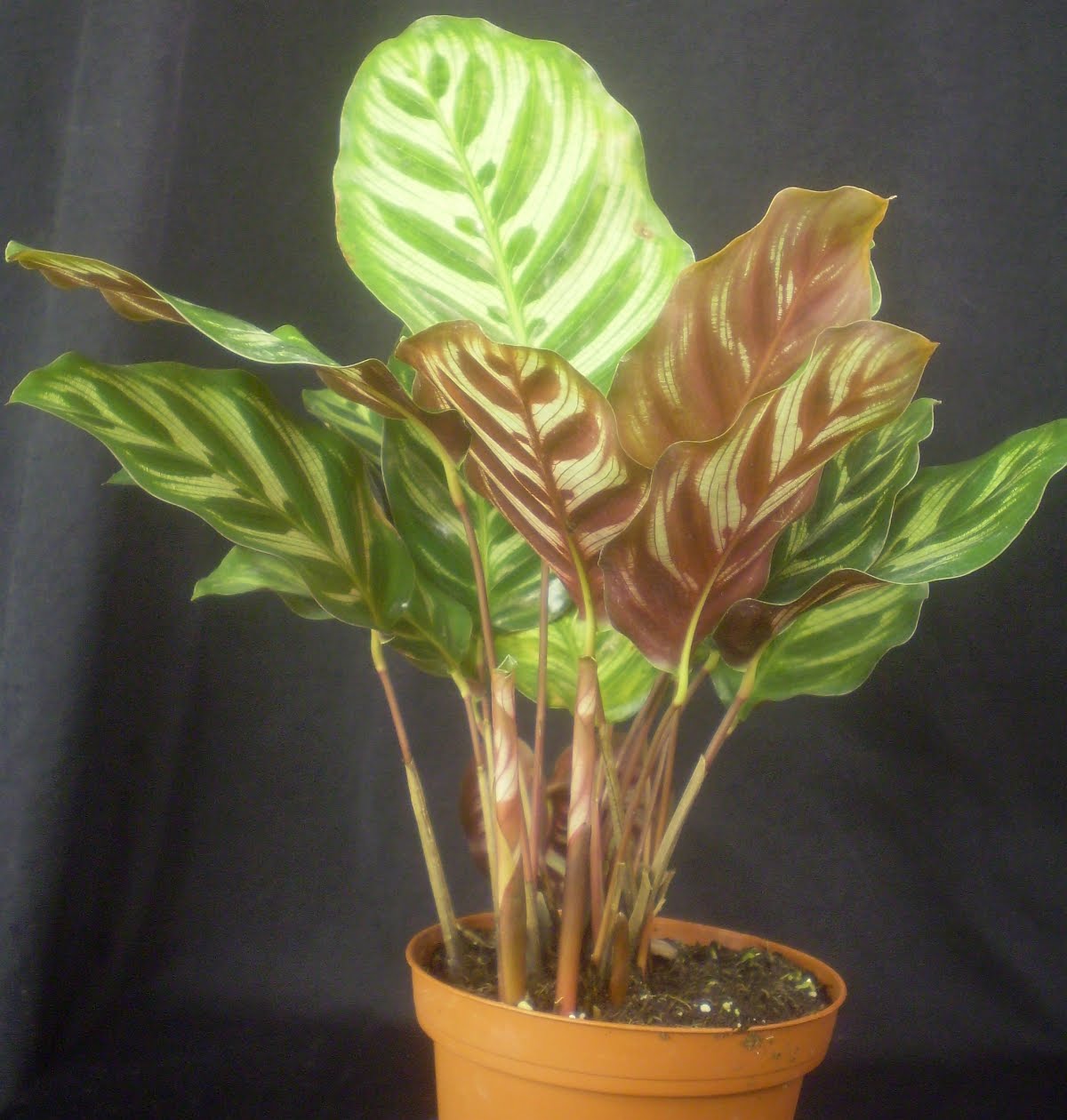 Калатея argyrophylla